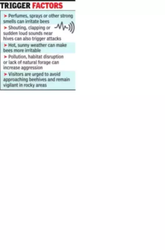 Bee Attack at Shivneri Fort Mars Shiv Jayanti Celebrations, Four Injured