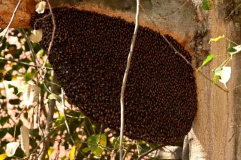 Bee Swarm Attack Injures Over 50 at Ramzan Prayer in Davanagere Village