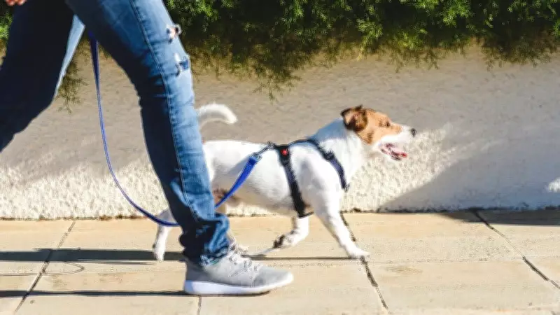 Bengaluru Dog Walk Dispute Escalates into Physical Altercation, FIRs Filed