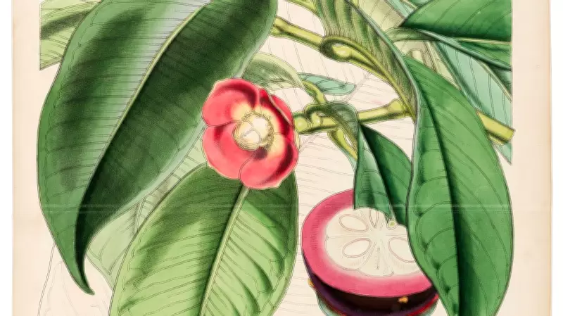 Bengaluru Hosts Exhibition on British-Era Botanical Surveys of India