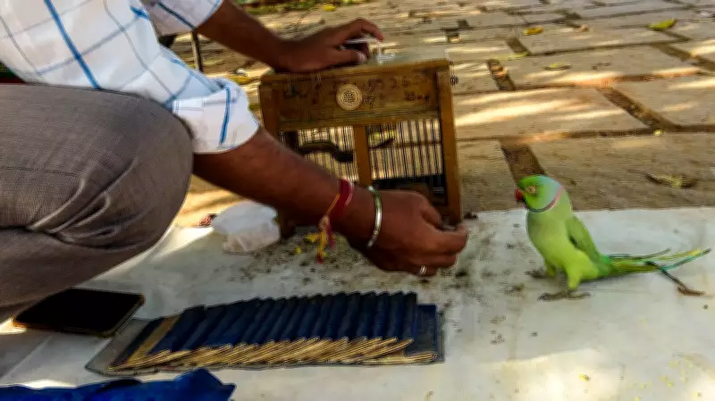 Bengaluru IT Official Duped of Rs 35 Lakh by 'Parrot Astrologer' in Fake Ritual Scam