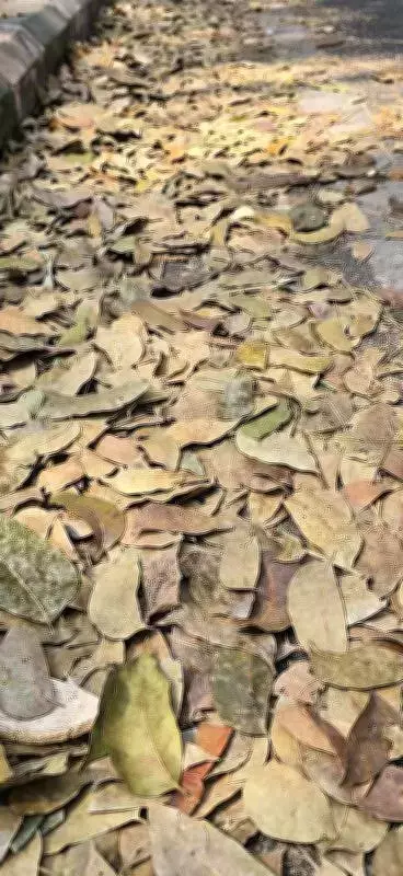 Bengaluru Mandates Dual Waste Bins for Multi-Story Buildings to Tackle Garbage Woes