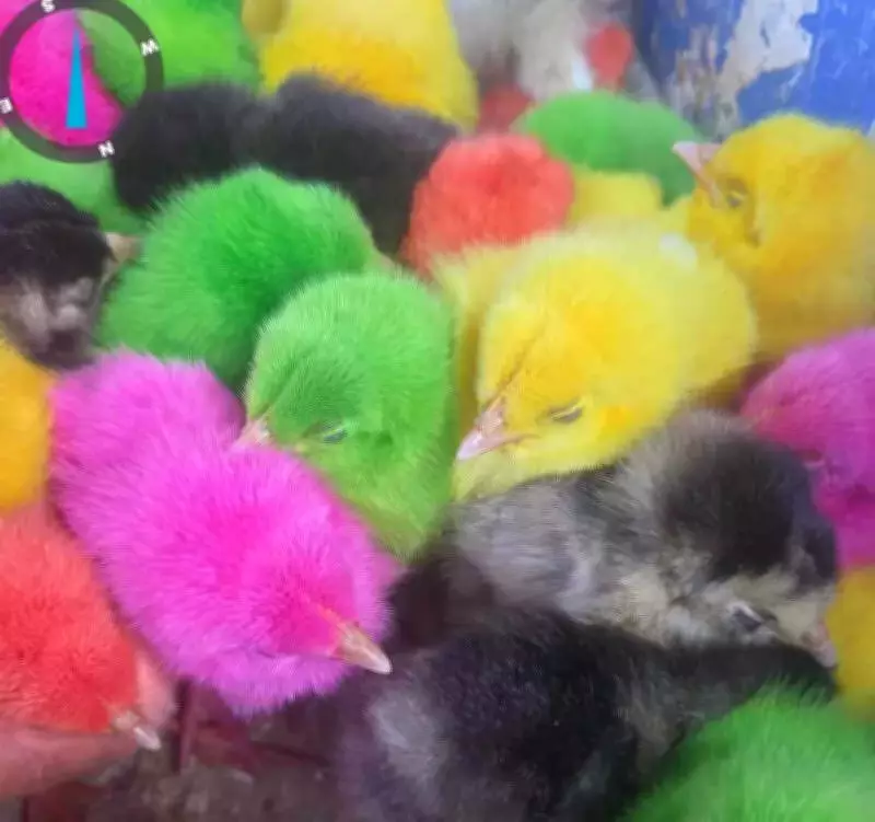 Bengaluru Pet Shops Exposed: Activists Report Widespread Animal Cruelty and Legal Violations