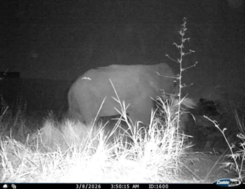 Bengaluru's Elephant Overpass Records First Jumbo Crossing, Marking Conservation Milestone