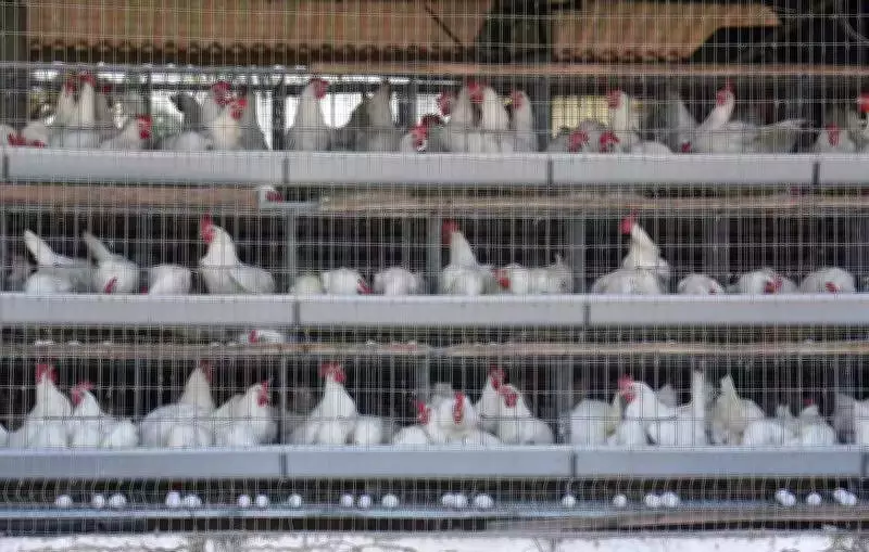 Bengaluru's Food Scene Hit by LPG Shortage Amid West Asia Crisis