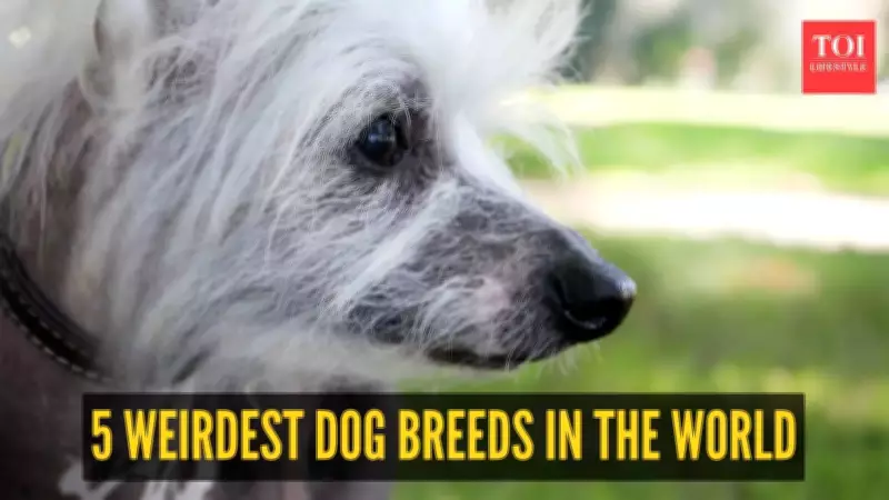 Beyond the Familiar: Discovering the World's Most Unusual Dog Breeds