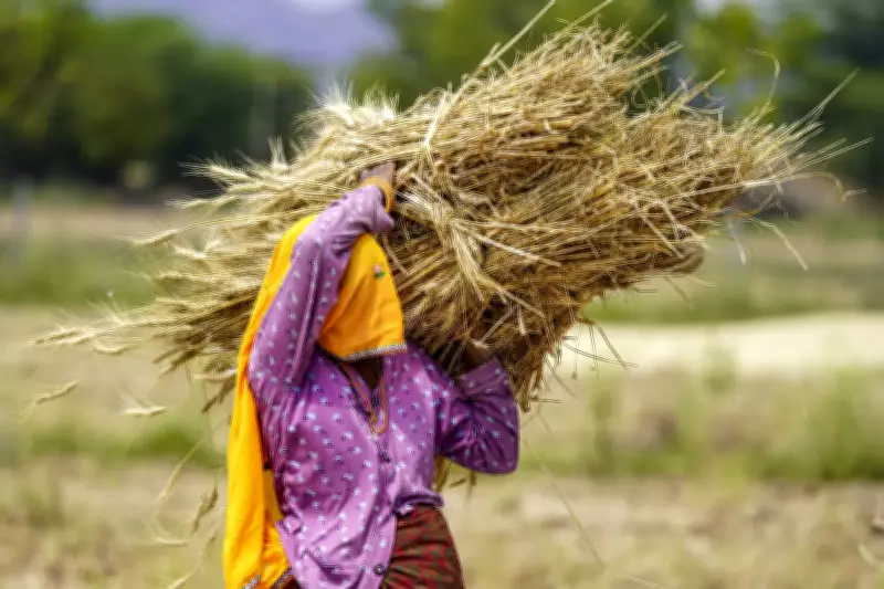 Bhagalpur Rabi Crops Devastated by Unseasonal Cyclonic Rains, 22,000+ Hectares Affected