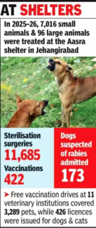 Bhopal's Dog Sterilization Drive Stalls Despite Infrastructure Expansion