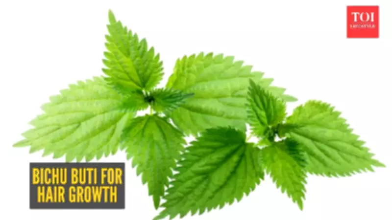 Bichu Buti: India's Stinging Nettle Secret for Powerful Hair Growth Revealed