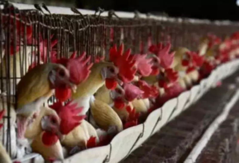 Bird Flu Outbreak Confirmed at Nagpur Hatchery, Officials Face Action