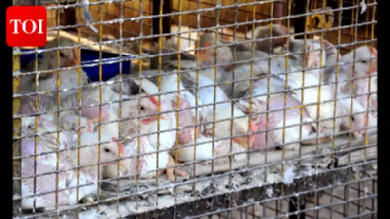 Bird Flu Outbreak in Patna Slashes Poultry Sales Ahead of Holi Festival