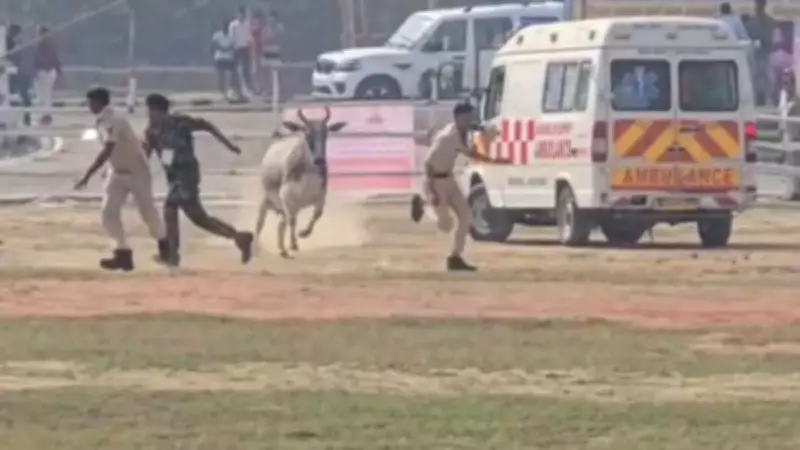 Bizarre Bihar Bull Crashes Begusarai Helipad Before Nitish Kumar's Arrival, Chases Cop