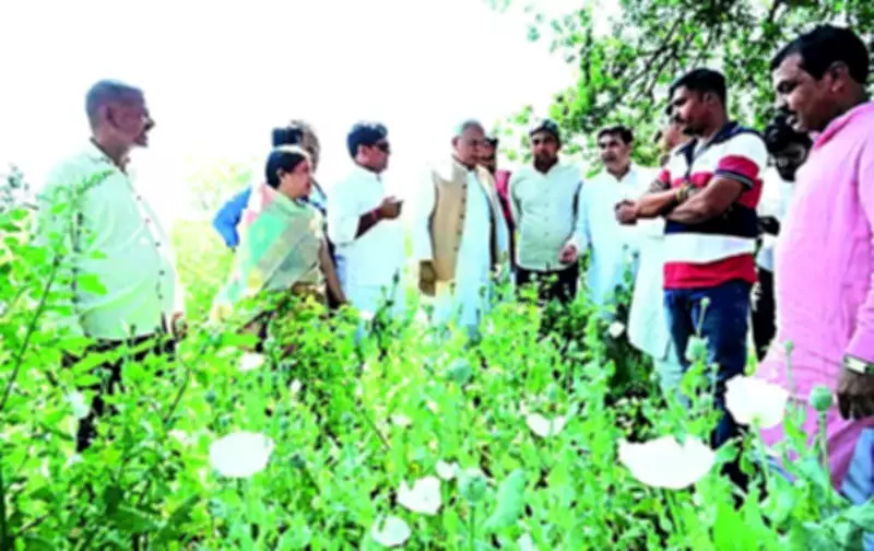 BJP Leader's Land Linked to Illegal Opium Crop in Chhattisgarh, Sparks Political Row