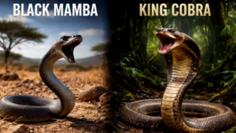 Black Mamba vs King Cobra: A Deadly Duel of Speed Versus Size