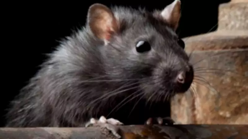 Black Rats: From Ancient Plagues to Modern Menace and Cultural Reverence