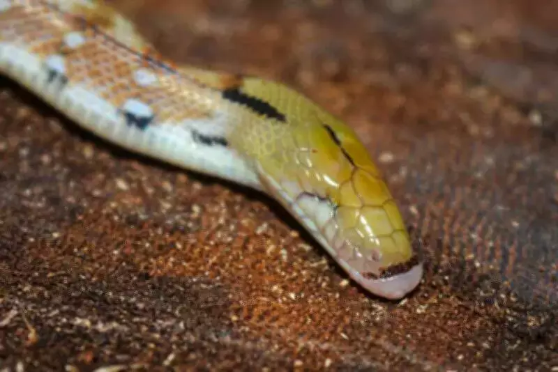 Blind Snake Discovery in Pune: Rare Eyeless Common Trinket Snake Documented