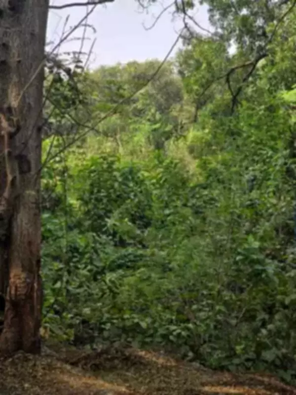 BMC Launches 'Vruksha Sanjeevani' Tree Conservation Drive in Mumbai from April 1