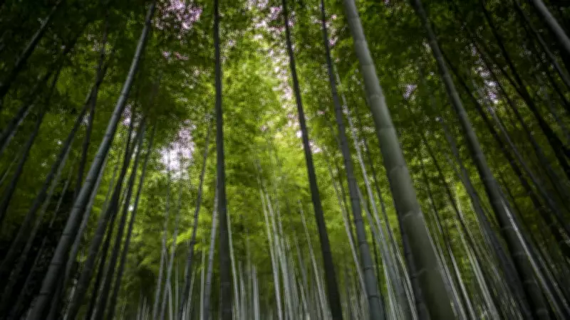 Brazil Unveils 2035 Climate Plan, Targets 67% Emissions Cut with Forest Protection