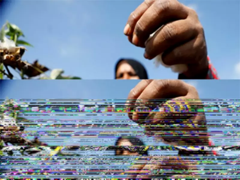 Bureaucratic Gridlock Stalls Key Cotton Reform Merger in Pakistan