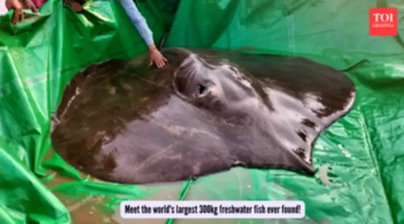 Cambodia's Mekong River Yields World's Largest Freshwater Fish: A 300kg Stingray