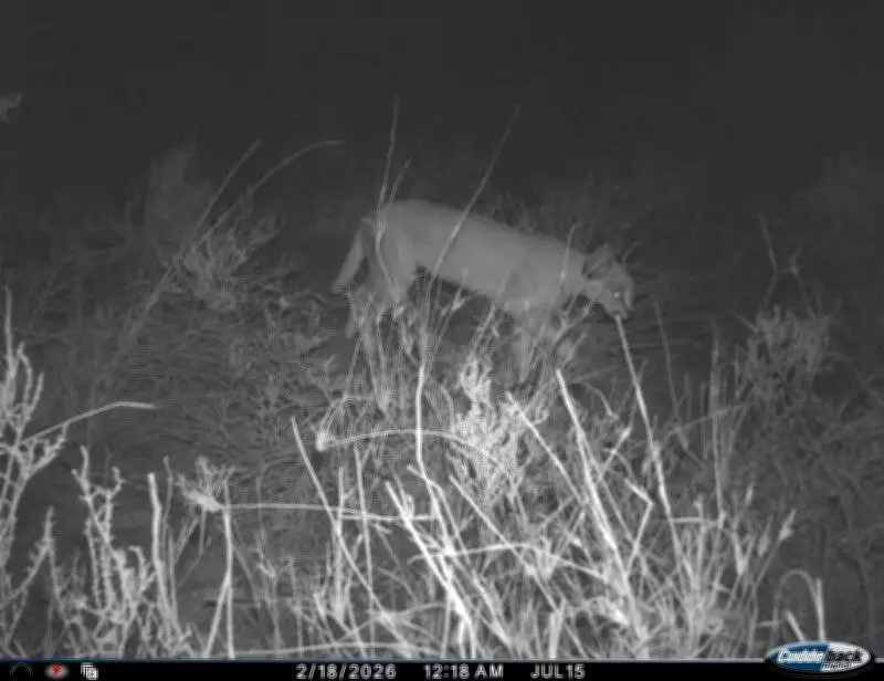 Camera Traps Confirm Three Endangered Caracals in Jaisalmer's Ghotaru Border Area