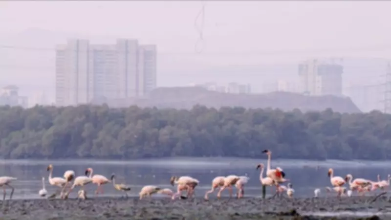 Centre Directs Maharashtra to Tackle Toxic Crisis in Navi Mumbai Flamingo Habitats