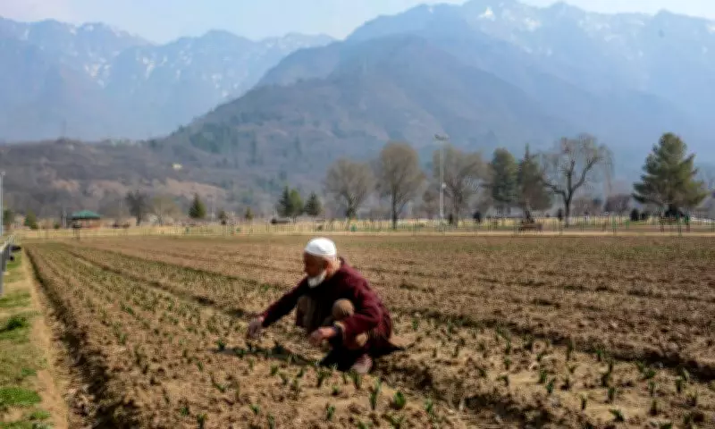 Centre Informs Lok Sabha: Nearly All Crop Insurance Claims Settled in Haryana