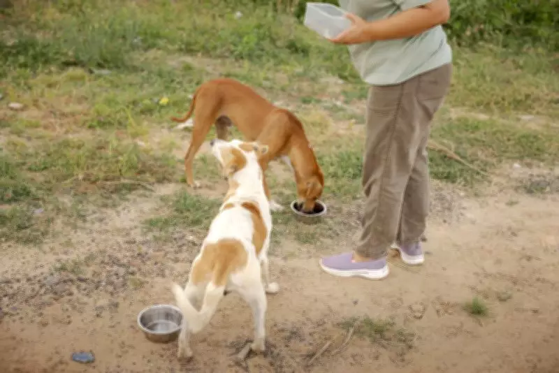 Chandigarh Municipal Corporation Tenders Rs 18 Crore Dog Pound Design in Sector 25