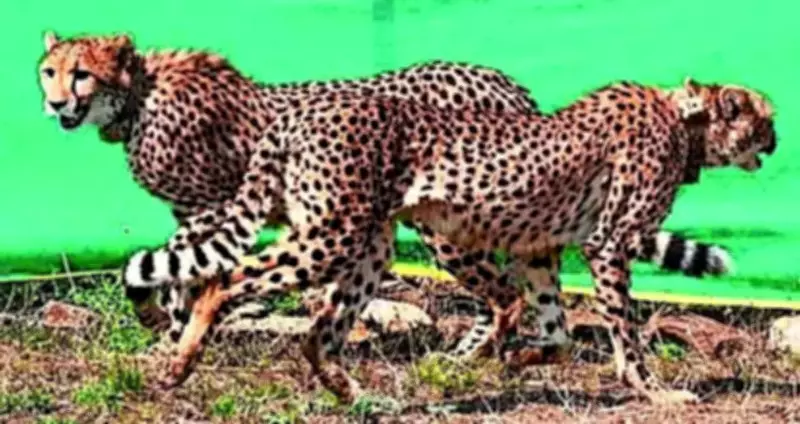 Cheetahs' Interstate Roam Validates Kuno-Gandhi Sagar Corridor Plan: NTCA