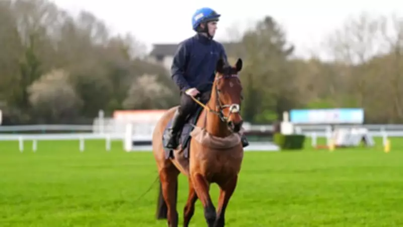 Cheltenham Legend Envoi Allen Dies After Final Race in Heartbreaking Gold Cup Farewell