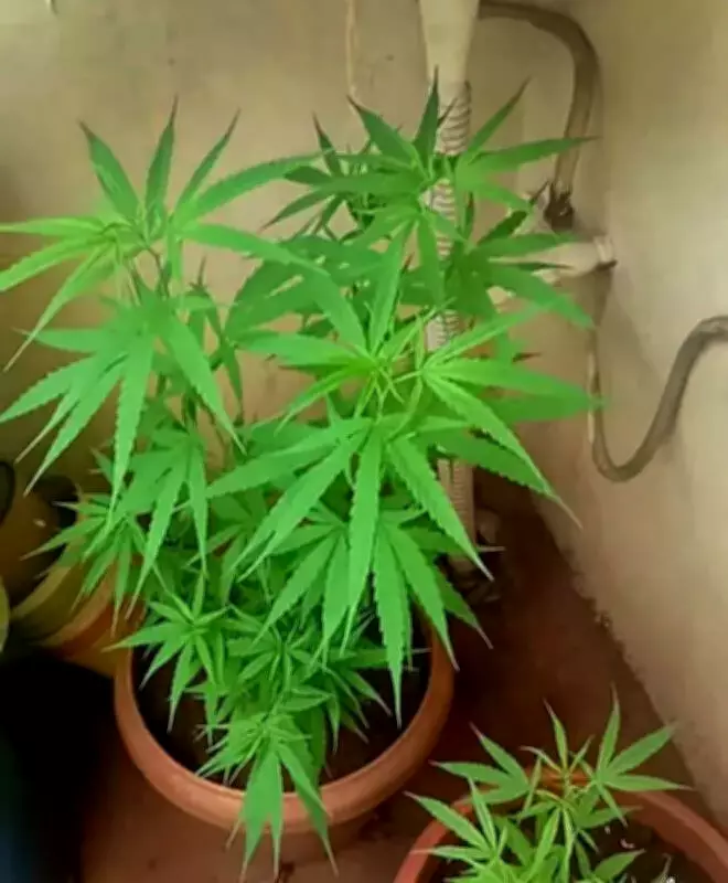 Chennai Election Squad Busts Online Cab Ganja Smuggling Ring, Seizes 23kg