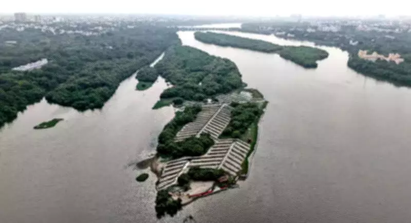 Chennai Plants 20,000 Mangrove Saplings in Coastal Bio-Shield Initiative