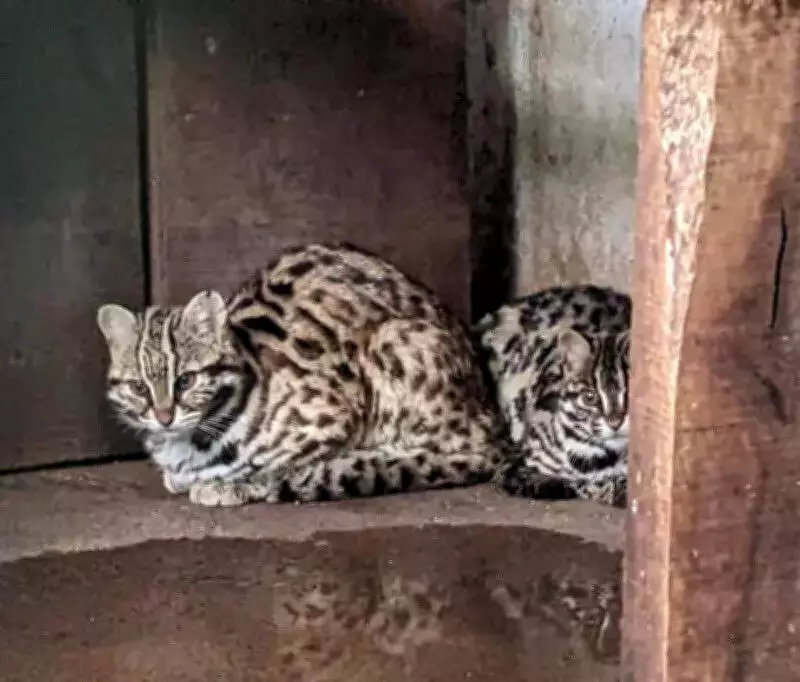 Chennai Zoo Welcomes Himalayan Black Bears and Leopard Cats in Conservation Exchange