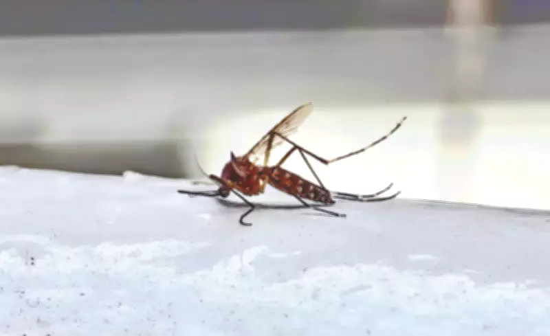 Chennai's Mosquito Solution: Soil Bacteria-Based Larvicide Proves Effective in Water Tanks