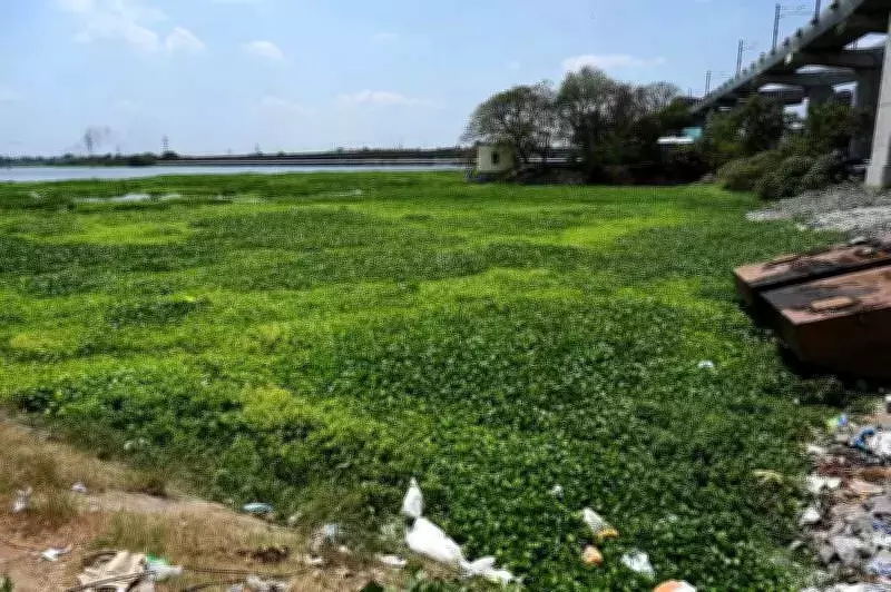Chennai's Porur Lake Chokes on Water Hyacinth, Threatening Drinking Water Supply
