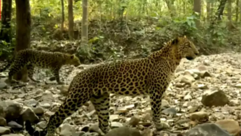 Chhattisgarh Sanctuaries Achanakmar, Udanti Boost Sunabeda's Wildlife Recovery