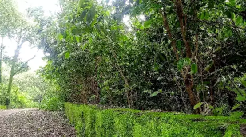 Chikhaldara Coffee Set for National Spotlight as Maharashtra Govt Pushes Promotion