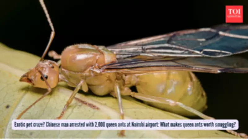Chinese Man Arrested Smuggling 2,000 Queen Ants from Kenya to China