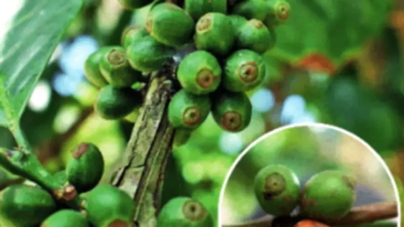 Climate Change Disrupts Karnataka's Coffee Belt, Farmers Turn to Resilient Varieties
