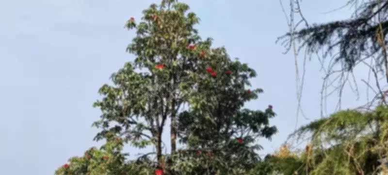 Climate Change Hits Uttarakhand's Buransh Flowering, Threatens Rural Livelihoods