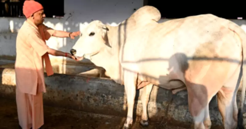 CM Yogi Engages in Cow Service, Feeds Jaggery and Roti to Cattle