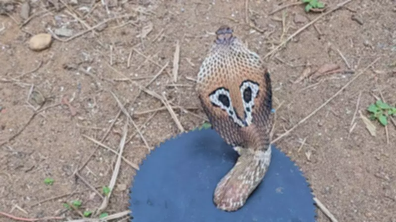 Cobra Entangled in Brush Cutter Blade Rescued After Two-Hour Operation in Karnataka