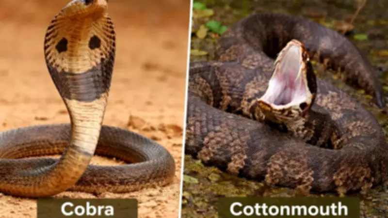 Cobra vs Cottonmouth: A Comparative Analysis of Two Feared Venomous Snakes
