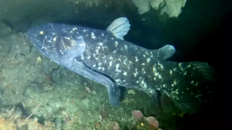 Coelacanth: The Living Fossil Fish That Defied 66 Million Years of Extinction