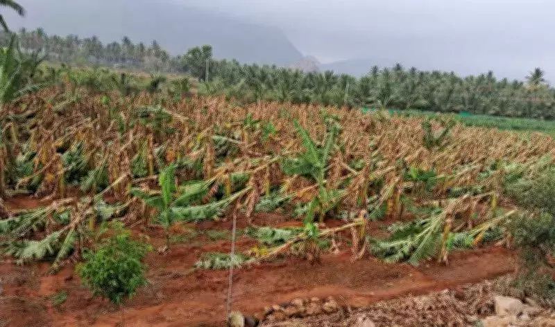 Coimbatore Hailstorm Devastates Crops, Farmers Face Unprecedented Losses