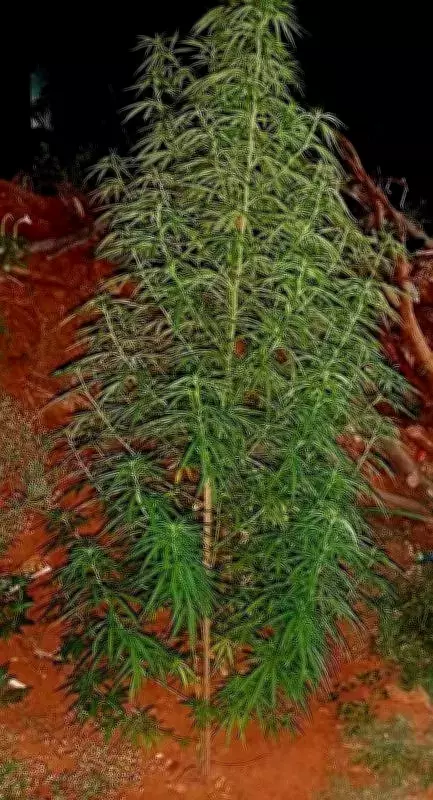 Coimbatore Police Seize Three Ganja Plants Near Guest Workers' Shelter