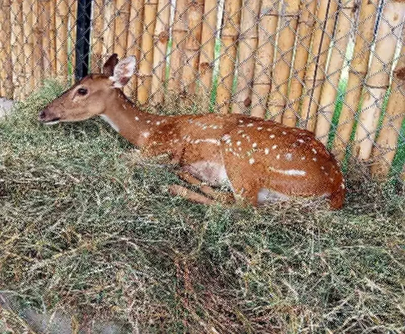 Coimbatore Wildlife Centre Successfully Treats Two Injured Spotted Deer