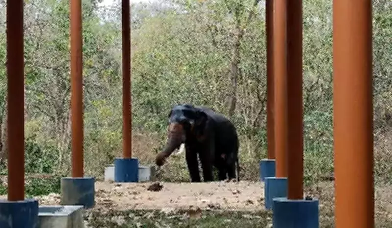 Coimbatore's Chadivayal Elephant Camp Welcomes New Rescue Elephant John