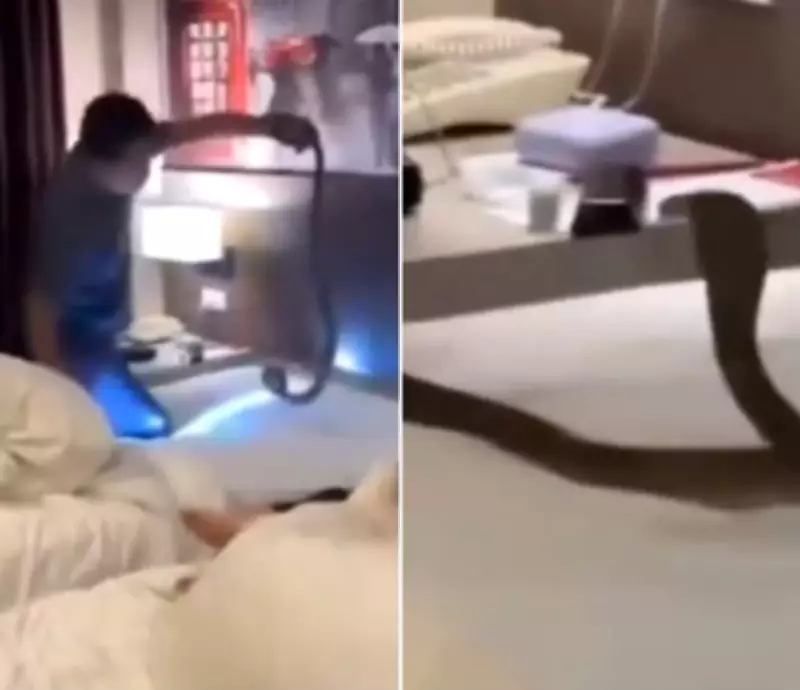 Couple's Thailand Vacation Turns Terrifying with Cobra Encounter