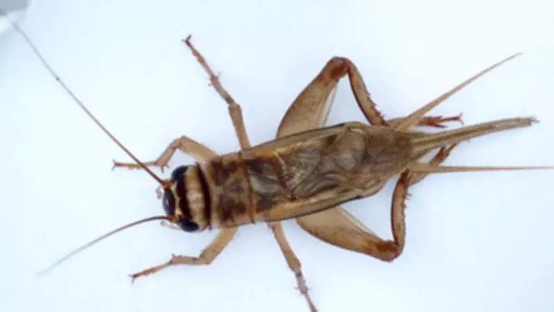 Cricket Chirps as Thermometers: The Science of Dolbear's Law Revealed